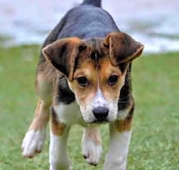 Photo of D117 Litter Kristoff