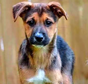 Photo of D117 Litter Elsa