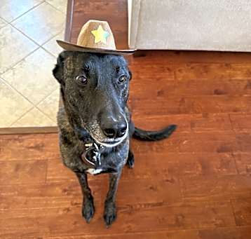 Photo of Ollie