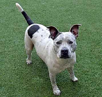 Photo of BUDDY