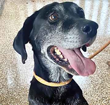 Photo of Beau