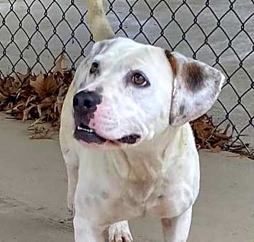 Photo of Petey
