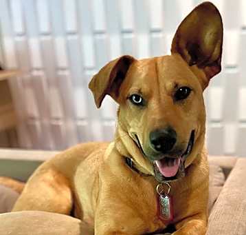Photo of Piper