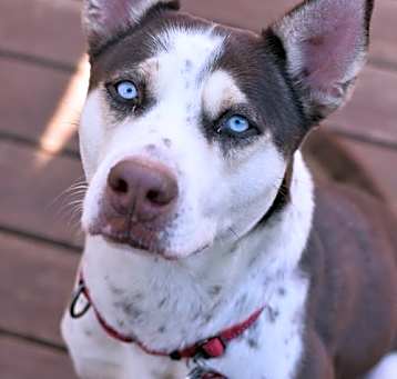 Photo of Princess (Foster in MN)