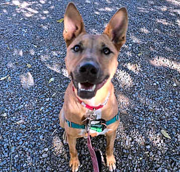 Photo of Archie