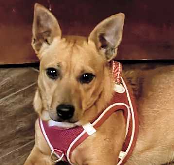 Photo of Amber