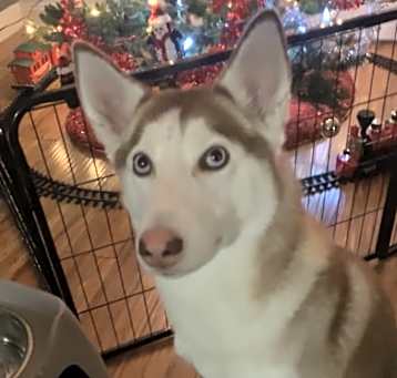 Photo of Elsa