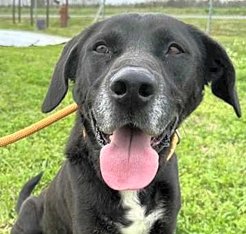 Photo of Jimbo - Just a loving pup!
