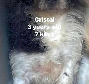 Photo of Crystal
