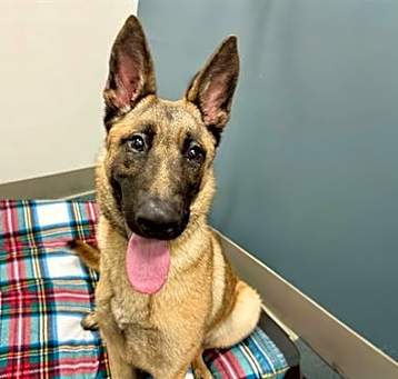 Photo of Willow A429076