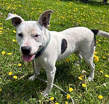 Photo of Kipper