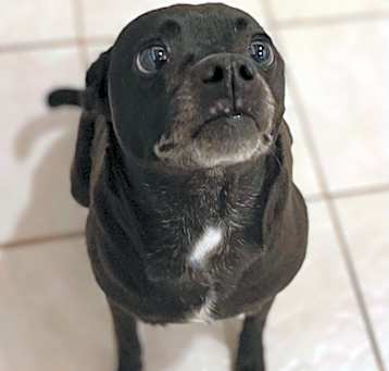 Photo of Luna