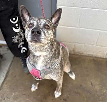 Photo of Gracie