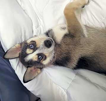 Photo of Tucker