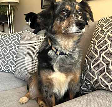 Photo of Sadie