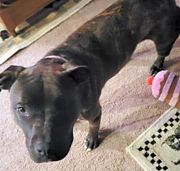 Photo of Willow