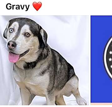 Photo of GRAVY