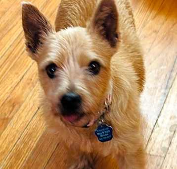 Photo of Tess-adoption pending
