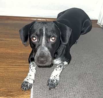 Photo of Winston