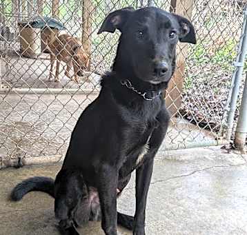 Photo of Mojo