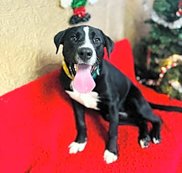 Photo of Buster