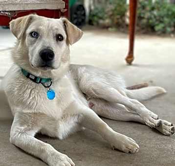 Photo of Sawyer