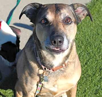 Photo of Gloria - IN FOSTER