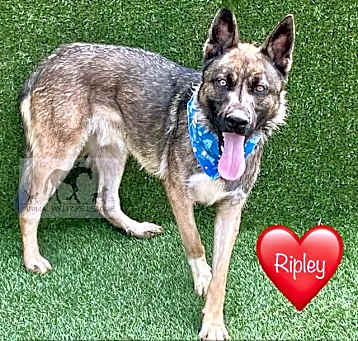 Photo of RIPLEY