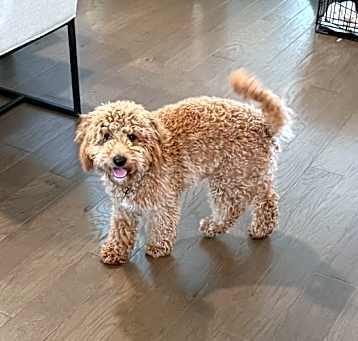 Photo of Cooper