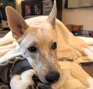 Photo of Rocky