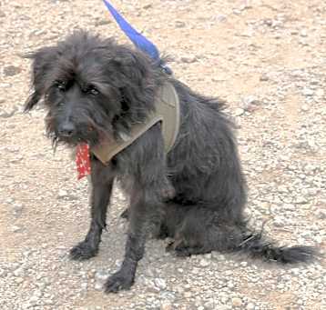 Photo of Boscoe