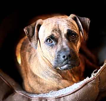 Photo of Dexter