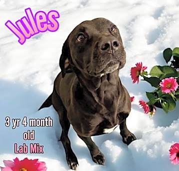 Photo of Jules