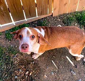 Photo of BISCUIT