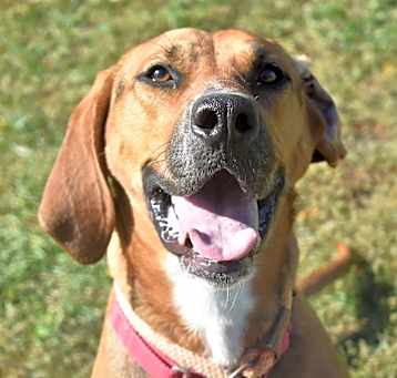 Photo of Caramel