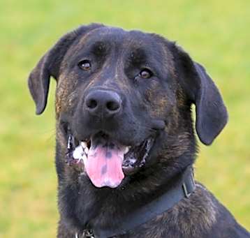 Photo of Dodge