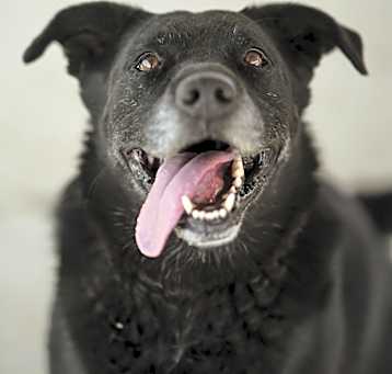 Photo of Sharky