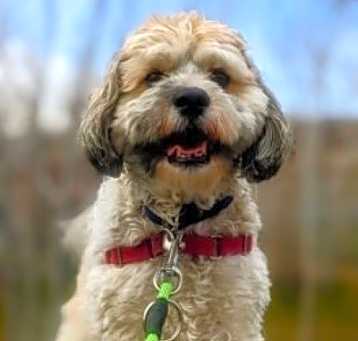 Photo of Ranger
