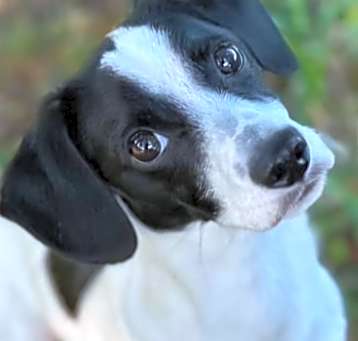 Photo of Tully