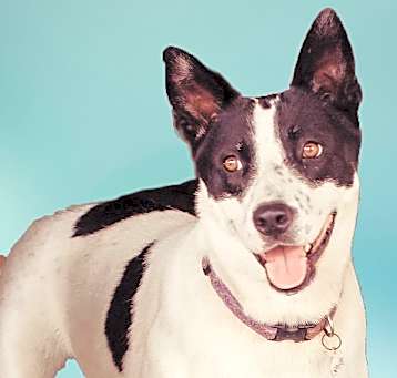 Photo of Lilly
