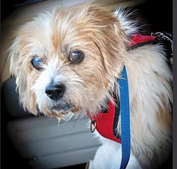 Photo of Opie (NJ) FRIENDLY!