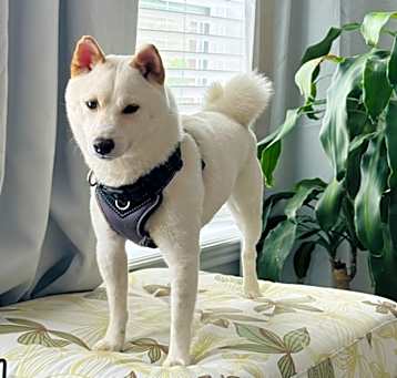 Photo of Kumo