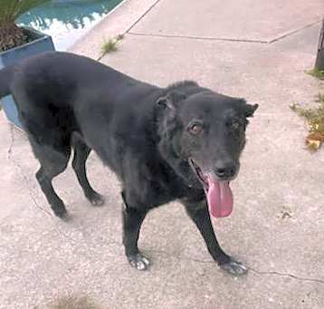 Photo of BLACKIE-URGENT-BY CHRISTMAS!