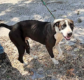 Photo of Rusty