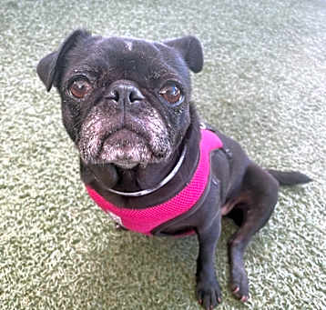 Photo of Puggy Pie *special needs*