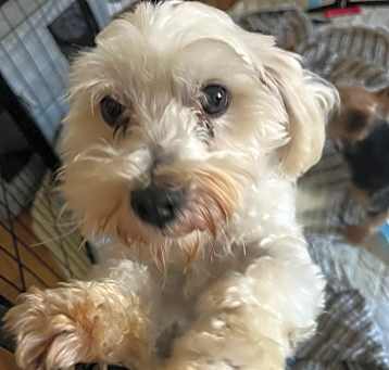 Photo of Milo