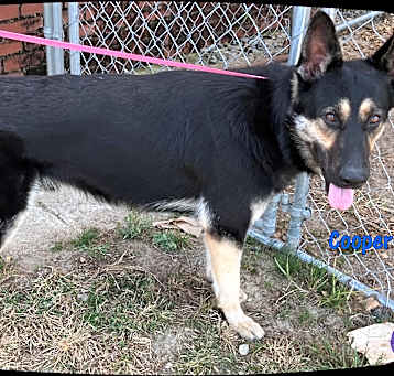 Photo of Cooper