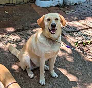 Photo of Pumpkin