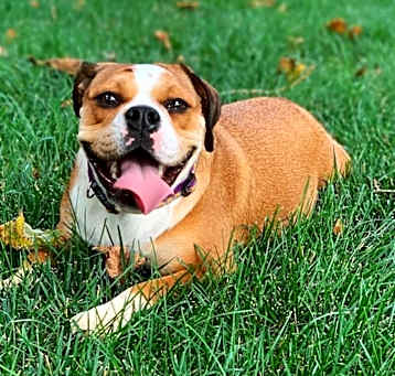 Photo of Gracie