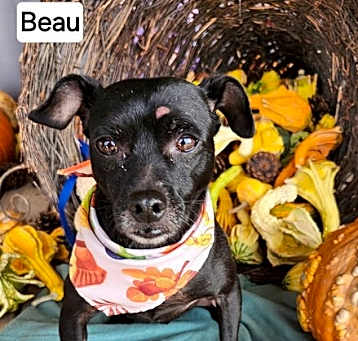 Photo of Beau